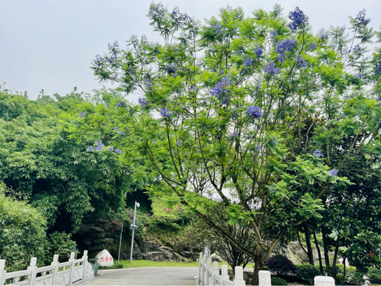 初夏时节 重庆园博园三角梅、蓝花楹、月季花开正艳